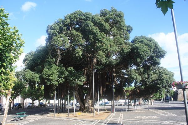 Exemplar_de_Metrosídero_Situado_no_Campo_de_São_Francisco_-_Ponta_Delgada,_Ilha_de_São_Miguel,_Açores_-_01